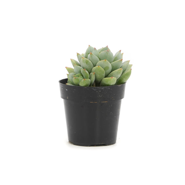 porcelain plant succulent Graptopveria Porcelain Plant – Lazy Gardens