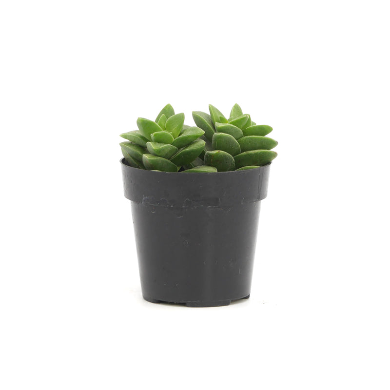 Crassula Springtime - Lazy Gardens