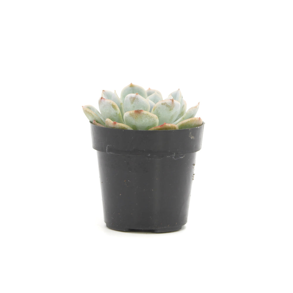 arctic ice succulent Echeveria Arctic Ice