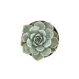 Arctic Ice | Echeveria Arctic Ice