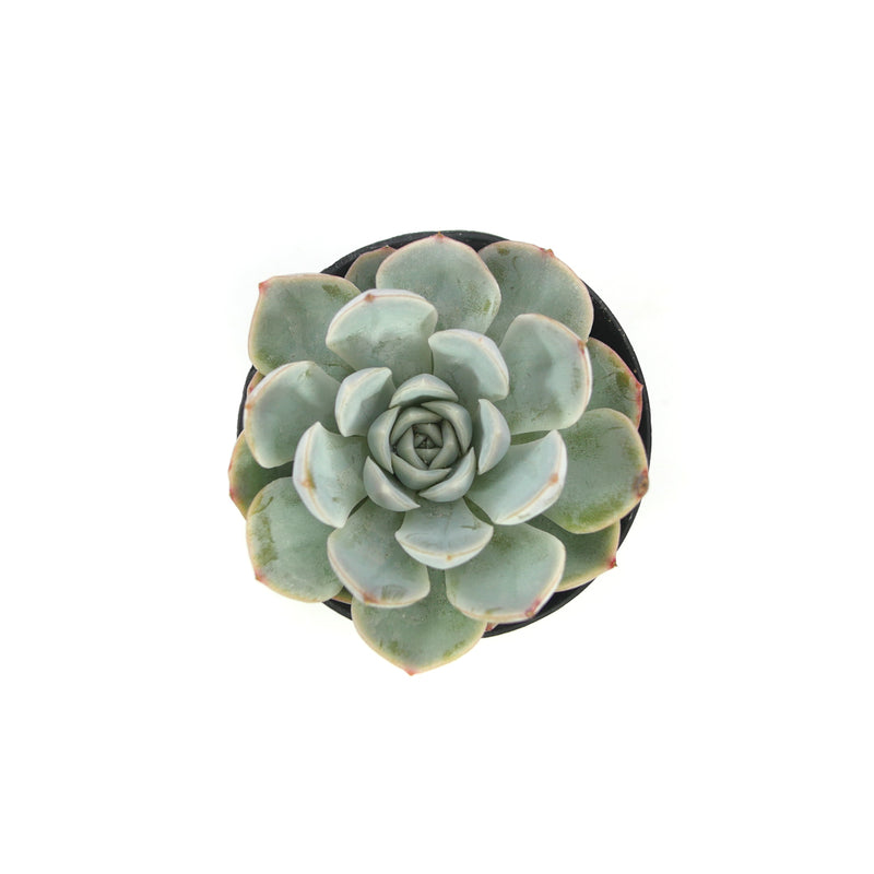 arctic ice succulent Echeveria Arctic Ice