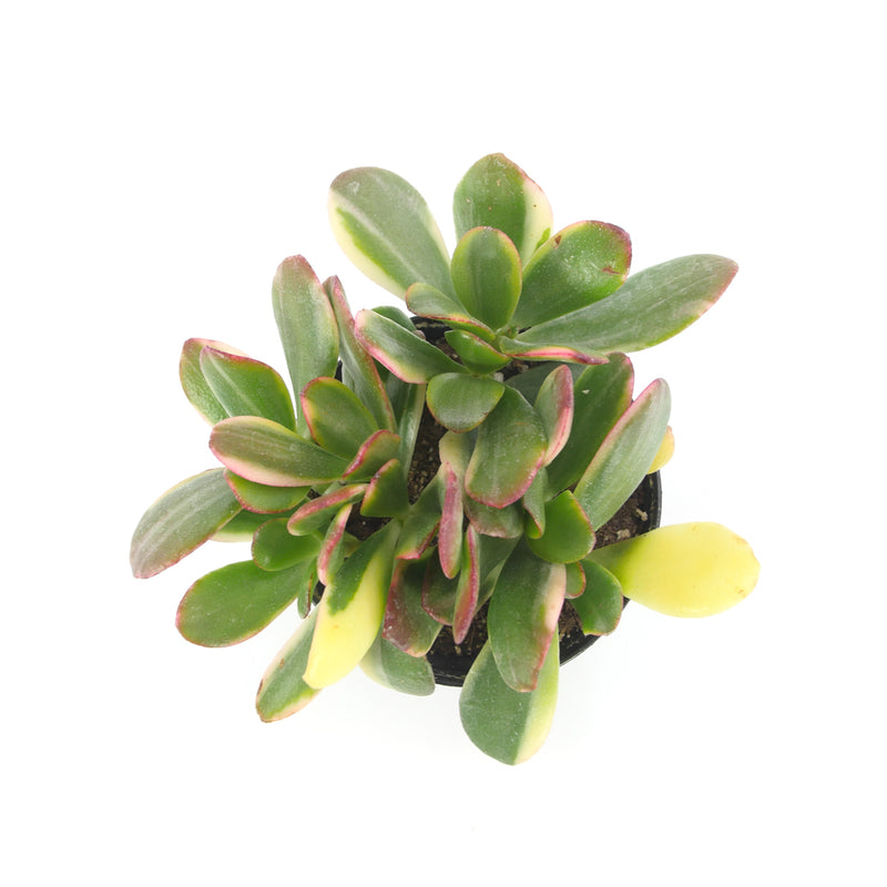 crassula ovata obliqua jade plant Crassula Ovata Obliqua