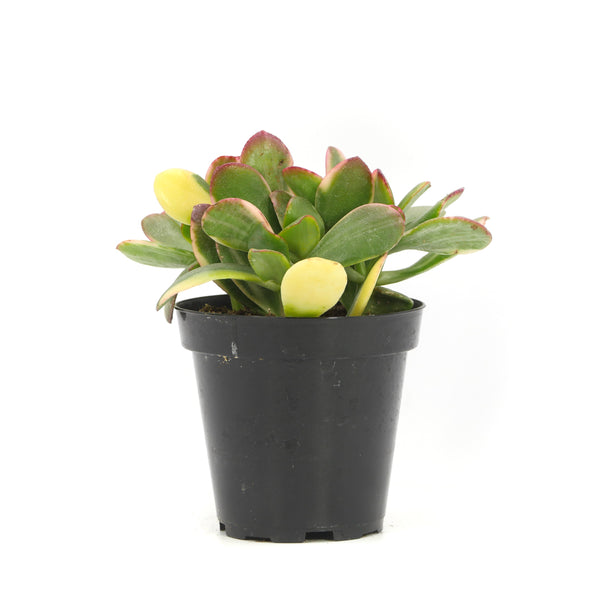 Crassula Ovata Obliqua | Lemon n Lime Jade Plant - Lazy Gardens