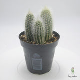 Silver Torch Cactus | Cleistocactus strausii