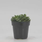 Crassula Springtime
