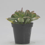 Lemon n Lime Jade Plant | Crassula Ovata Obliqua