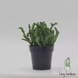 Crassula muscosa | Watch Chain