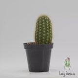 Trichocereus grandiflorus | Torch Cactus