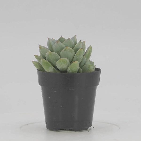 Porcelain Plant | Graptoveria Hybrid