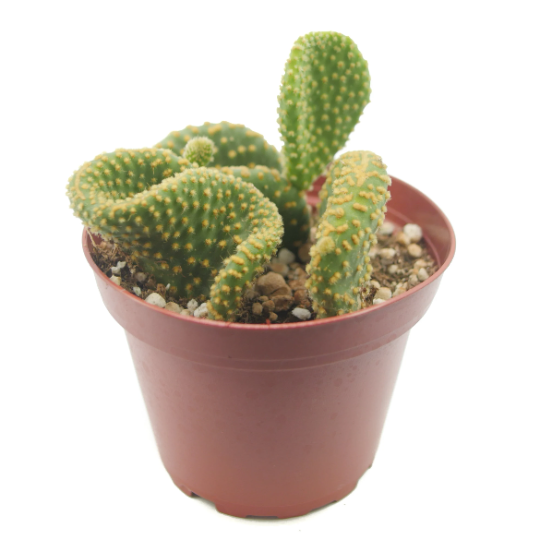 Crazy Bunny Ears | Opuntia Microdasys Crested