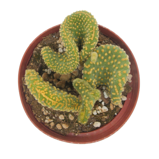 Crazy Bunny Ears | Opuntia Microdasys Crested