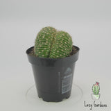 Rainbow Burst Crested | Echinobivia Hybrid