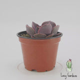 Echeveria Dusty Rose | Dusty Rose
