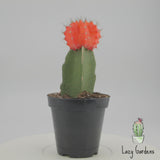 Gymnocalycium mihanovichii freidrichii | Moon Cactus Orange