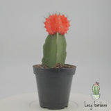 Moon Cactus Orange | Gymnocalycium mihanovichii freidrichii