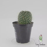 Un Pico Cactus | Mammillaria spinosissima