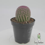 Rainbow Hedgehog Cactus | Echinocereus Rigidissimus