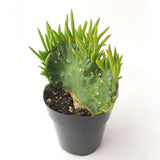 Austrocylindropuntia Subulata Cristata | Eve's Needle Crest - Lazy Gardens