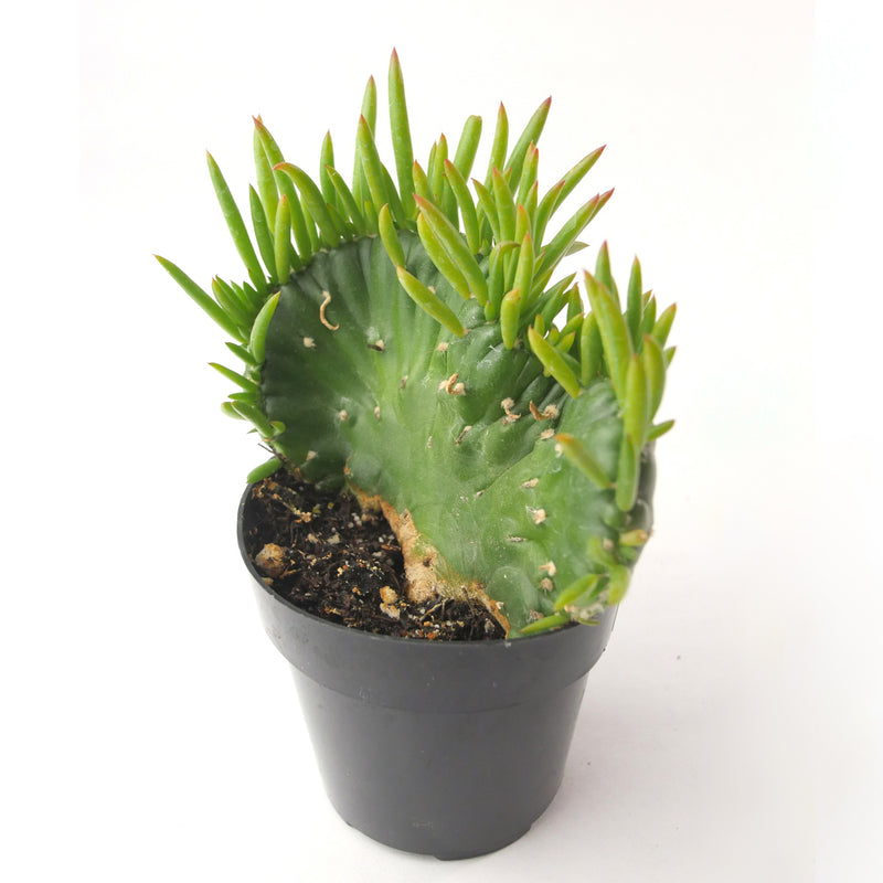 Austrocylindropuntia Subulata Cristata | Eve's Needle Crest - Lazy Gardens