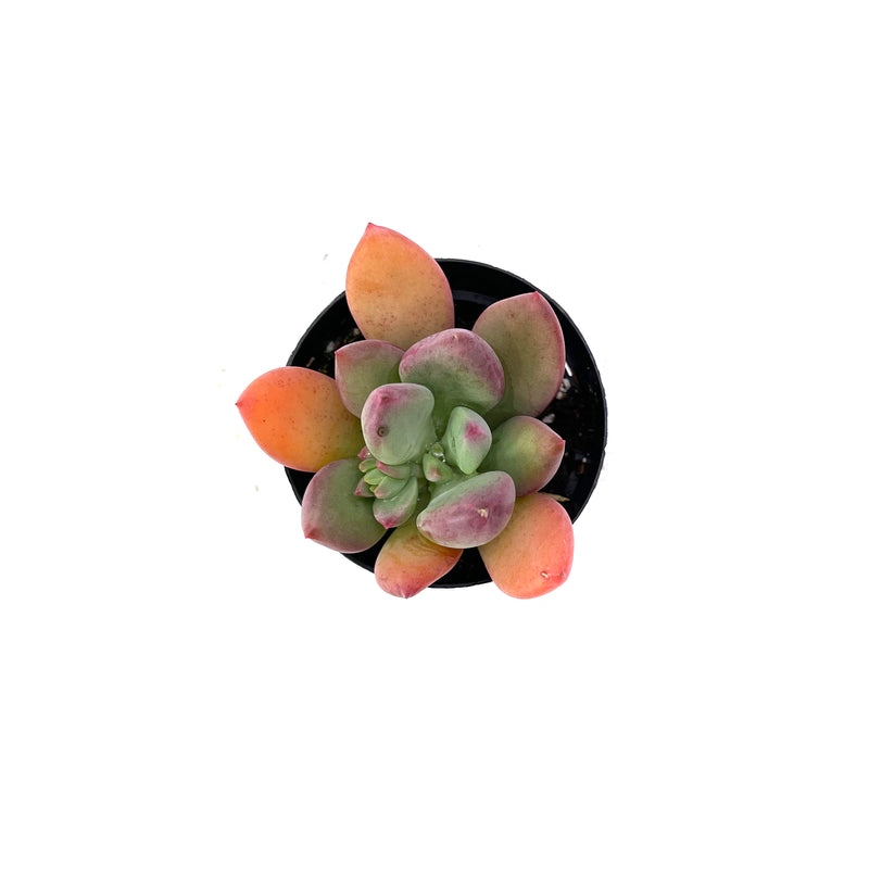 Royal Flush Pachyveria | Pachyveria ‘Royal Flush’