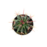 Fire Barrel Cactus | Ferocactus gracilis