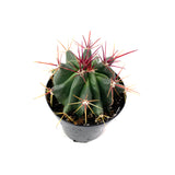 Fire Barrel Cactus | Ferocactus gracilis