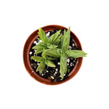Red Pagoda | Crassula capitella