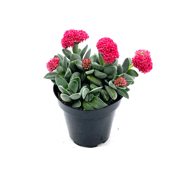 Morgan's Beauty | Crassula Morgan's Beauty