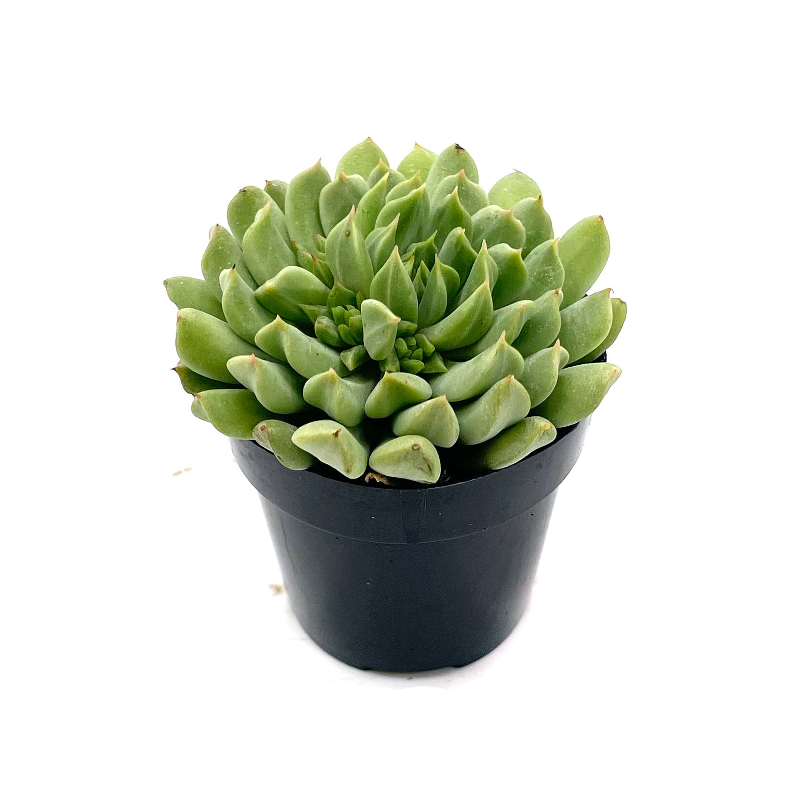 irish mint succulent Echeveria Irish Mint