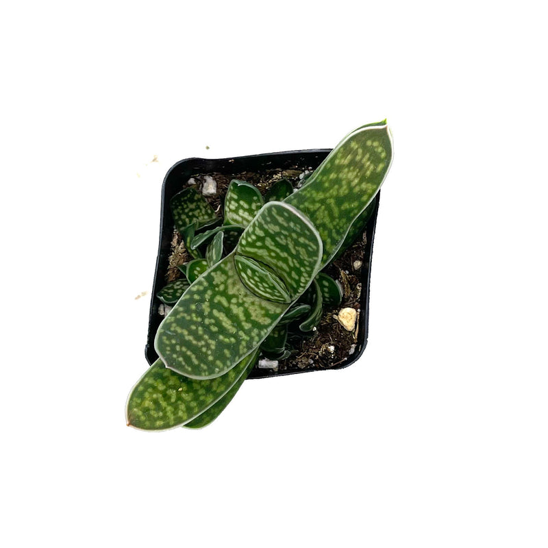 Gasteria Little Warty | Lawyer's Tongue - Lazy Gardens