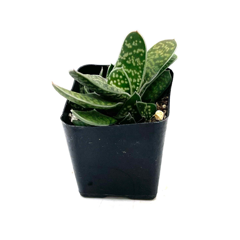 succulent tongue plant Gasteria Little Warty