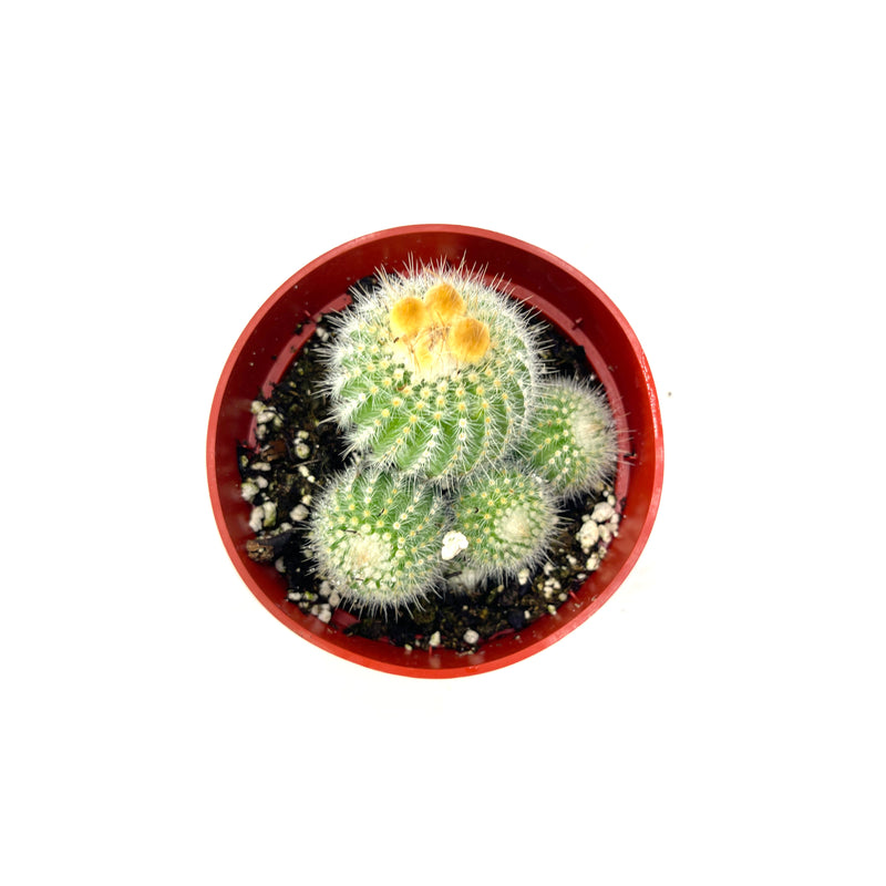 Silver Ball Cactus | Notocactus Scopa