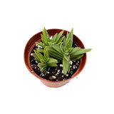 Red Pagoda | Crassula capitella