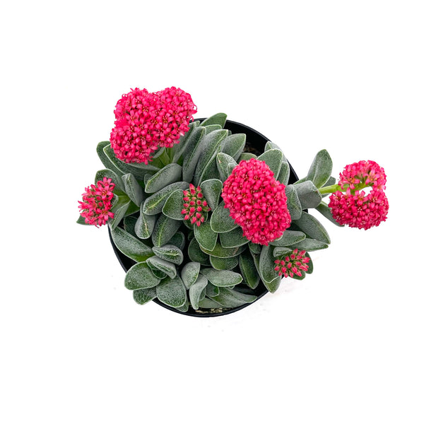 morgans beauty succulent Crassula Morgan's Beauty – Lazy Gardens
