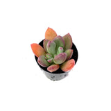 Royal Flush Pachyveria | Pachyveria ‘Royal Flush’