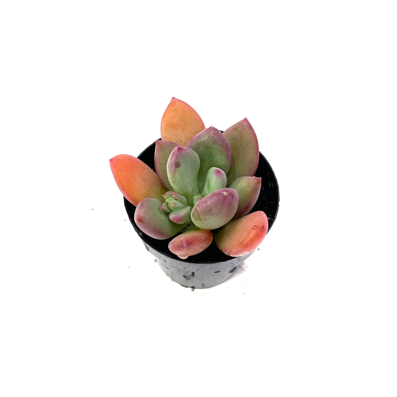 Royal Flush Pachyveria | Pachyveria ‘Royal Flush’