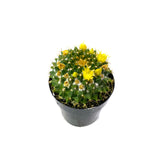 Mammillaria marksiana