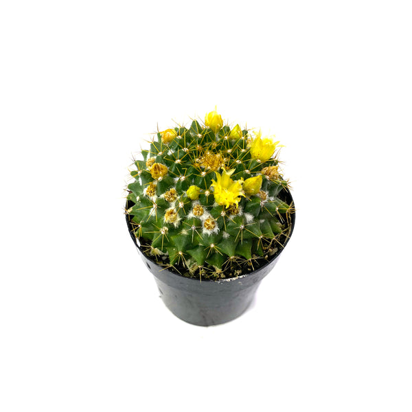 Mammillaria marksiana - Lazy Gardens