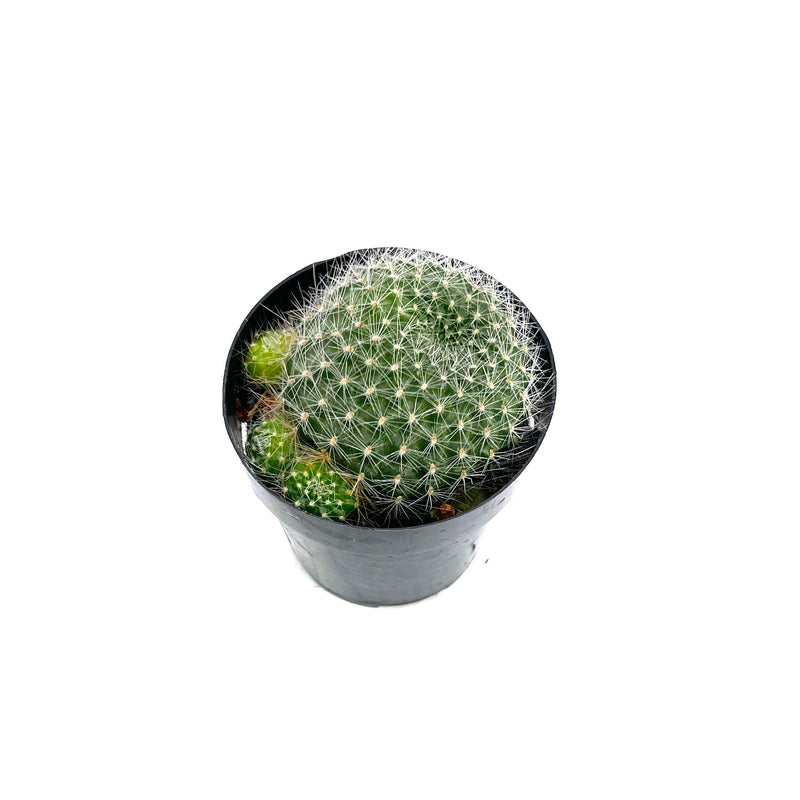 Red Crown Cactus | Rebutia miniscula
