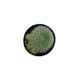 Red Crown Cactus | Rebutia miniscula