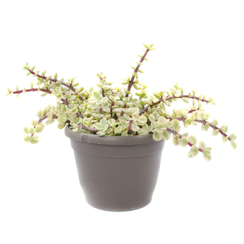 trailing elephant succulent Portulacaria Afra Prostrata