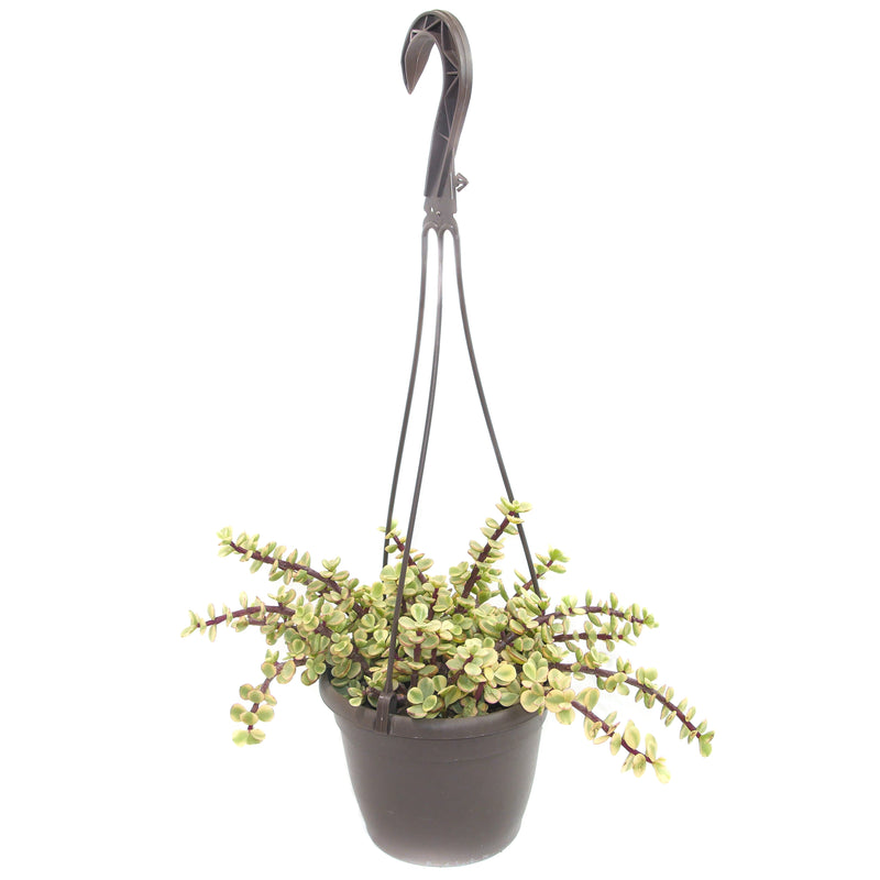 trailing elephant succulent Portulacaria Afra Prostrata
