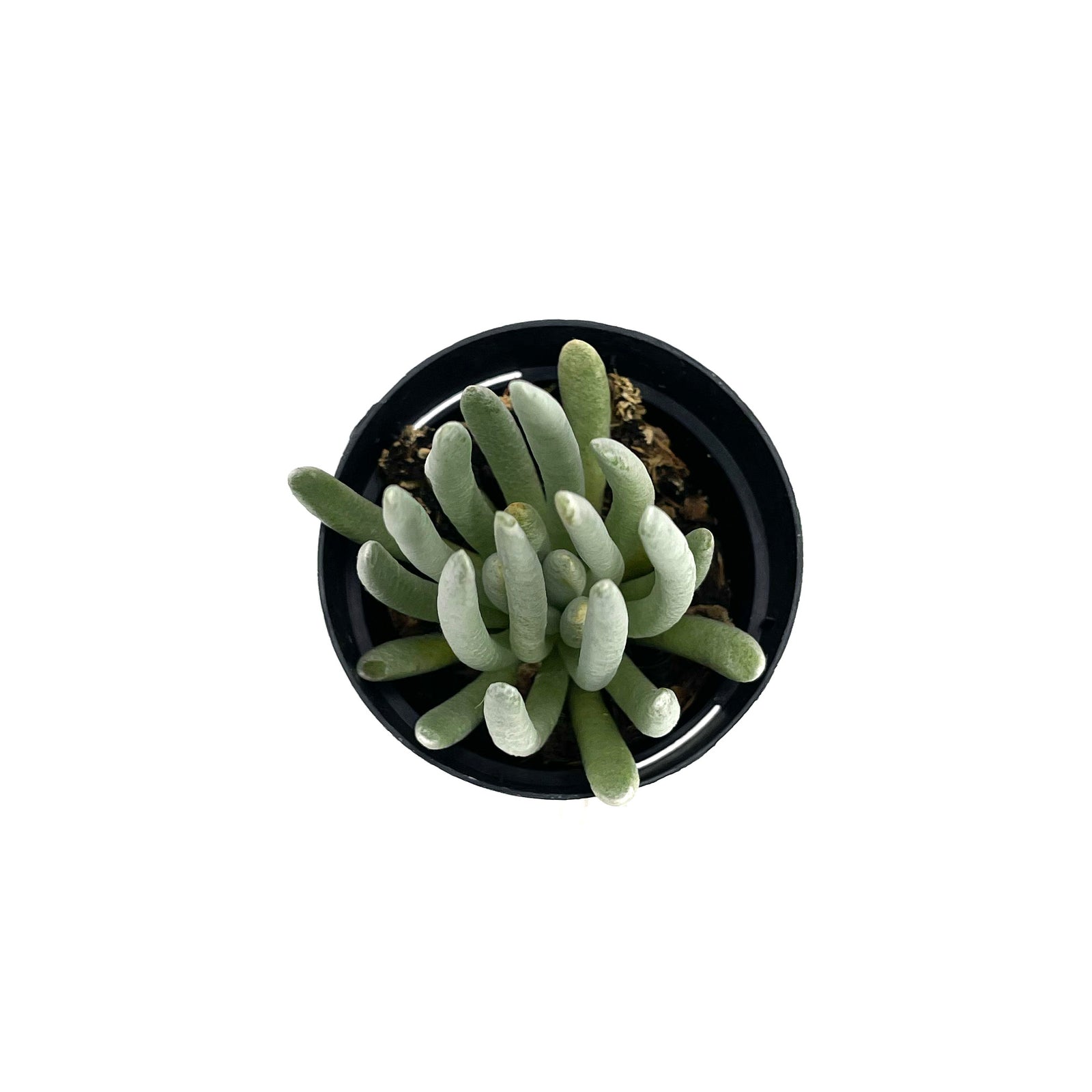 silver coral succulent Senecio scaposus