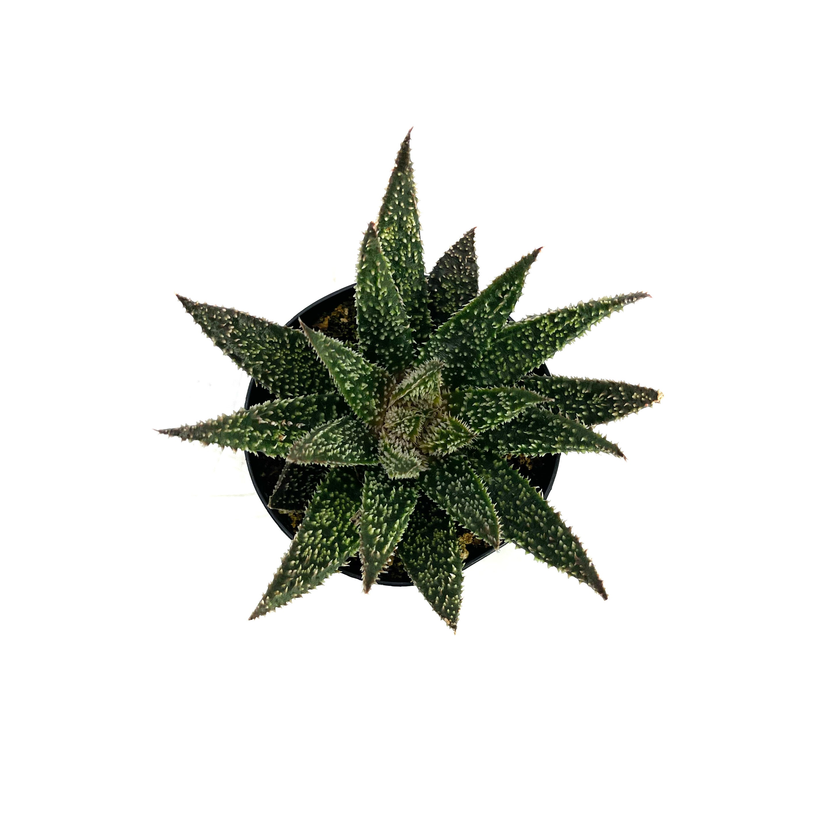 Aloe Tarantula | Aloe Hybrid – Lazy Gardens