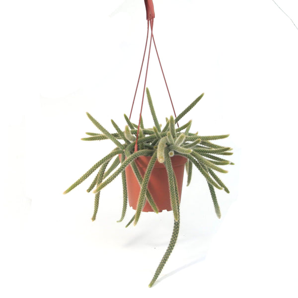 Rat Tail Cactus | Hildewintera Aureispina